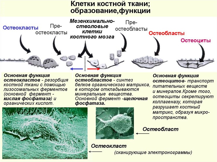 Остеокласты и остеобласты картинки