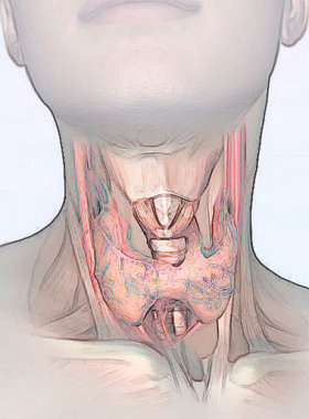 Коррекция функции щитовидной железы L тирозином и селеном